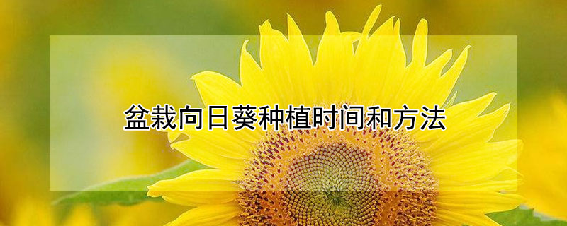 盆栽向日葵种植时间和方法（盆栽向日葵种植时间和方法视频）