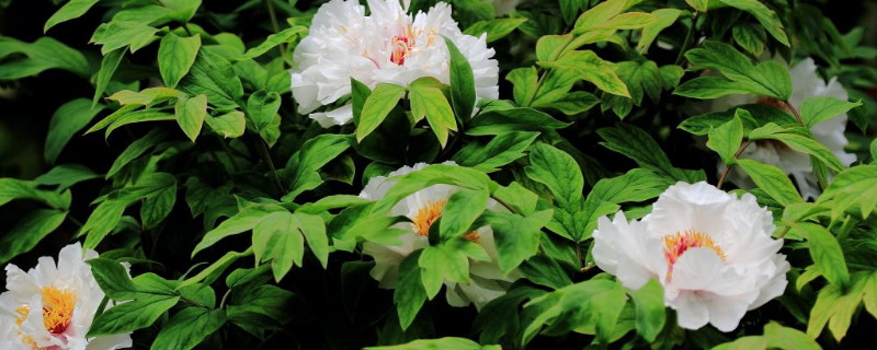 牡丹花在什么时间开花 牡丹花在什么时间开花?