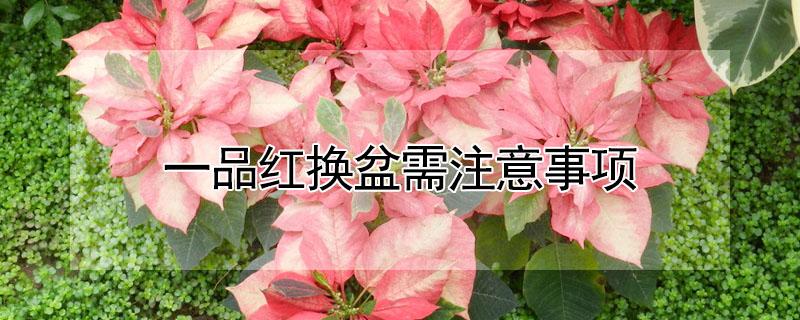 一品红换盆需注意事项（新换盆的一品红能浇水吗）