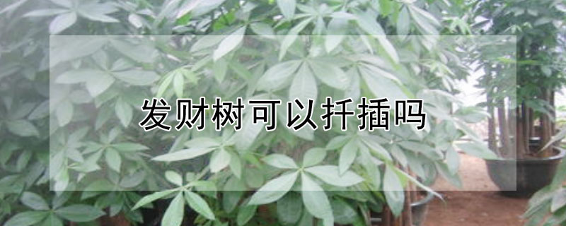 发财树可以扦插吗 发财树可以扦插吗能活吗
