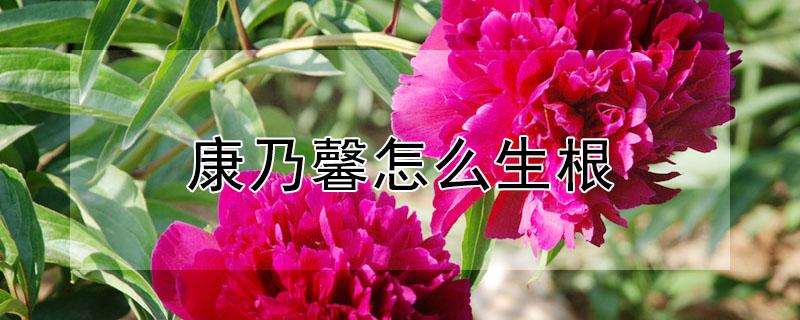 康乃馨怎么生根 康乃馨怎么养出根