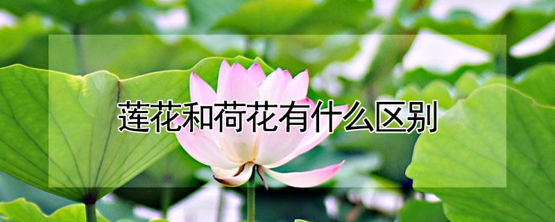 莲花和荷花有什么区别（莲花和荷花有什么区别图片）