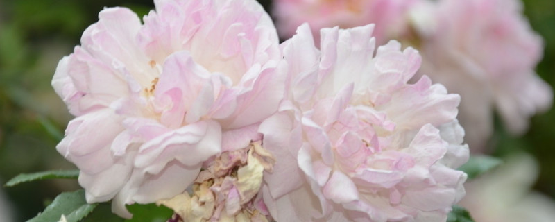 蔷薇花是玫瑰花吗（突厥蔷薇花是玫瑰花吗）