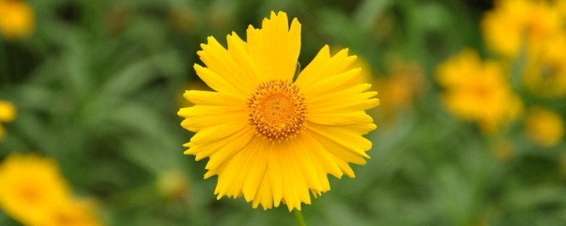 菊花这么修剪让它矮头又多 菊花四种修剪方式