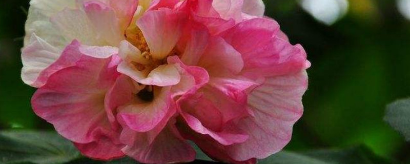 芙蓉花春天会发芽吗 芙蓉花春天会发芽吗图片