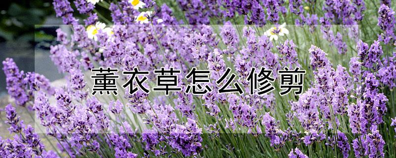 薰衣草怎么修剪 薰衣草怎么修剪视频