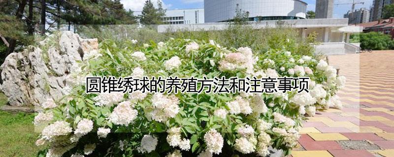 圆锥绣球的养殖方法和注意事项 圆锥绣球的养殖方法和注意事项葡萄种植