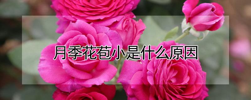 月季花苞小是什么原因 月季花苞小怎么回事