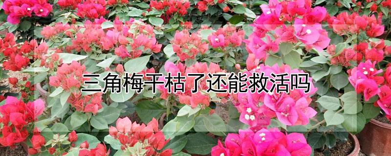 三角梅干枯了还能救活吗（三角梅干了怎么修剪）