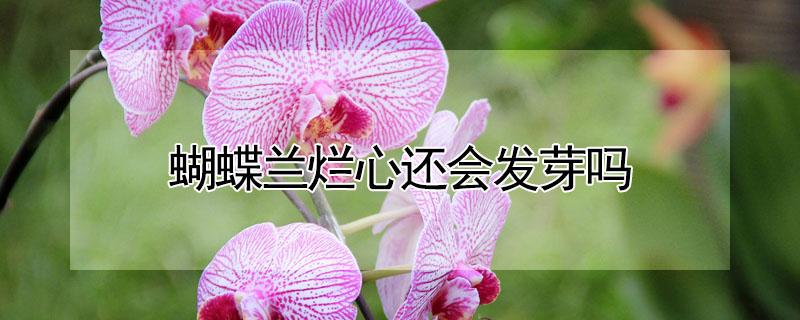 蝴蝶兰烂心还会发芽吗 蝴蝶兰烂心还会发芽吗视频