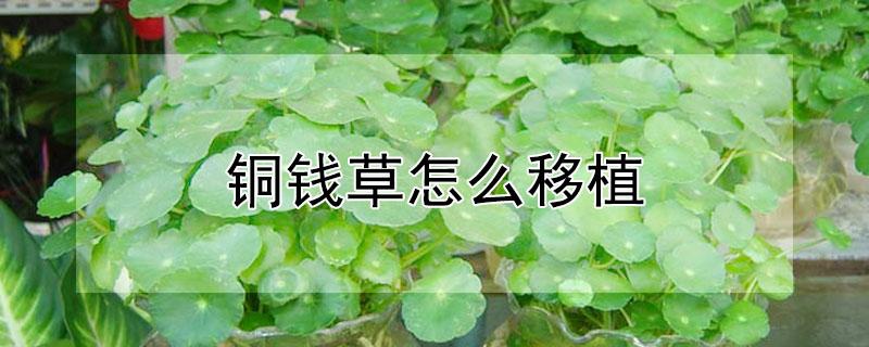铜钱草怎么移植（铜钱草怎么移植到土里）