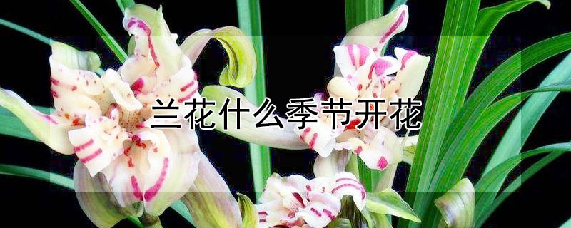 兰花什么季节开花 紫罗兰花什么季节开花