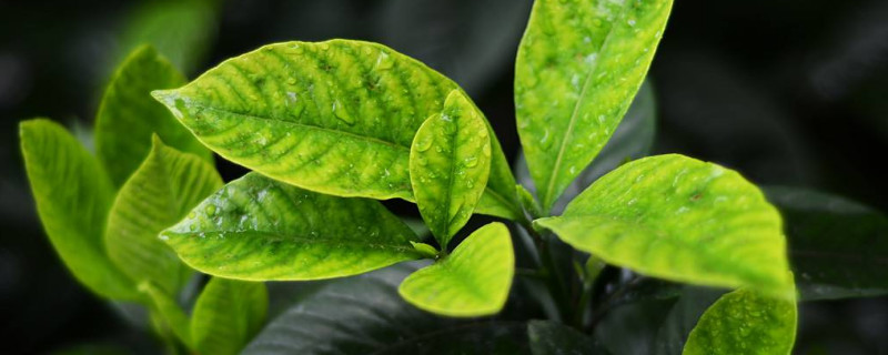 栀子花快死怎么救 栀子花要死了