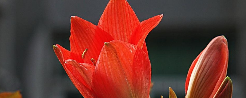朱顶红几月份开花 朱顶红几月份开花花期多长时间