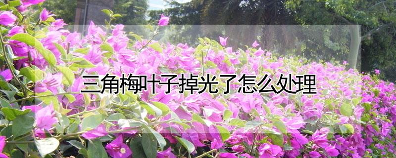三角梅叶子掉光了怎么处理（三角梅叶子掉光了怎么处理视频）