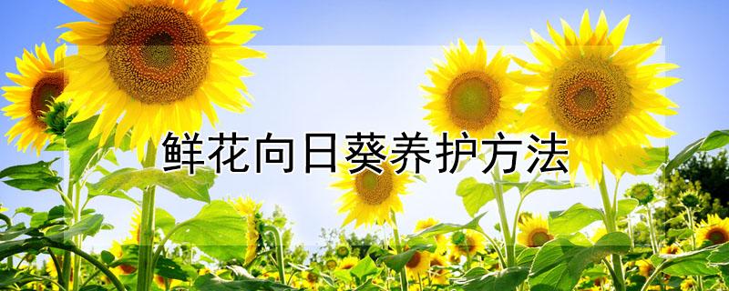 鲜花向日葵养护方法 鲜花向日葵的养护方法