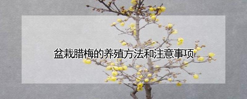 盆栽腊梅的养殖方法和注意事项 腊梅用深盆还是浅盆养