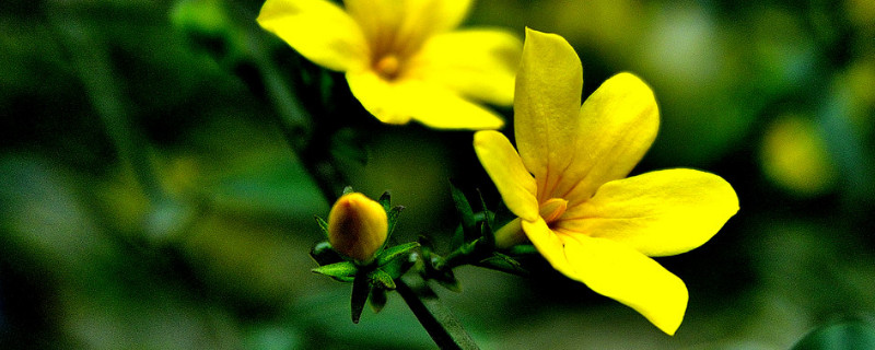 迎春花春天种大概什么时候开花（迎春花适合什么时候栽种）