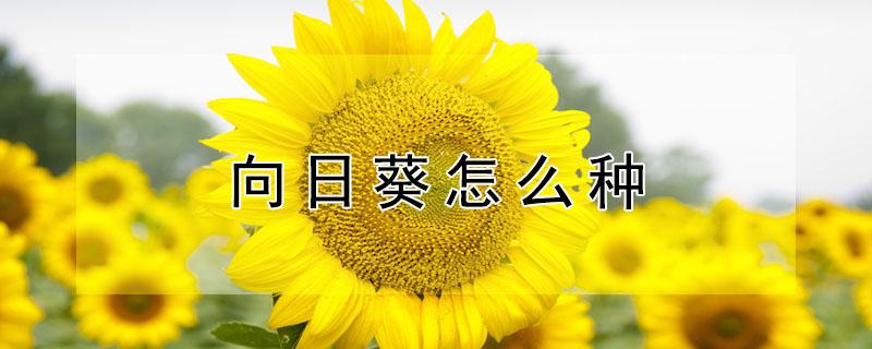 向日葵怎么种（向日葵怎么种植方法视频）