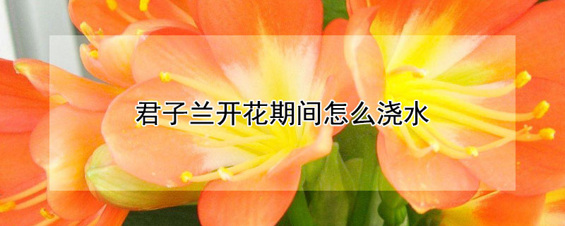 君子兰开花期间怎么浇水 君子兰开花期间怎么浇水几天浇一次水