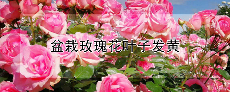 盆栽玫瑰花叶子发黄（盆栽玫瑰花叶子发黄干枯怎么办）