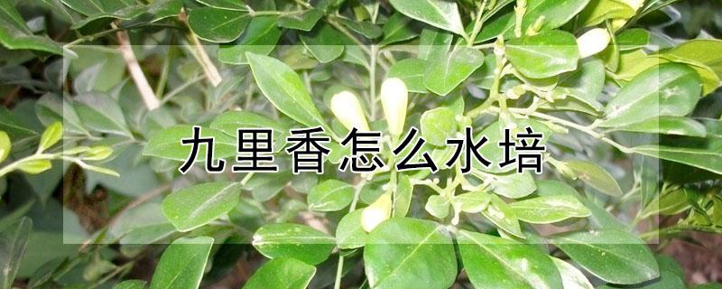 九里香怎么水培（九里香怎么水培种植）