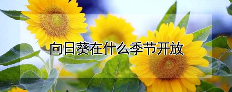 向日葵在什么季节开放 向日葵在什么季节开放的