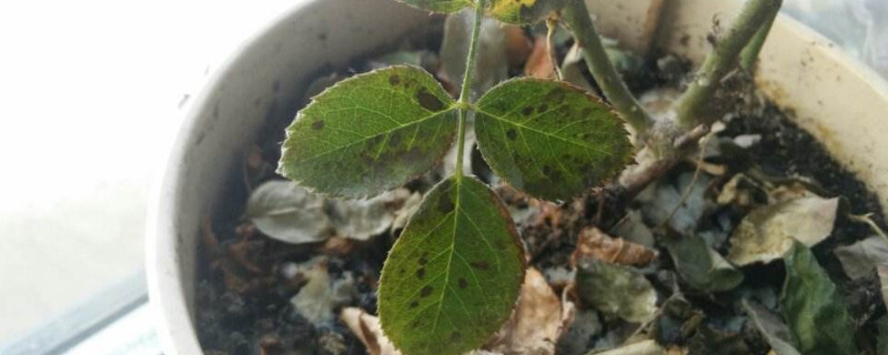 月季花叶子枯萎怎么办 月季花叶子枯萎怎么办?