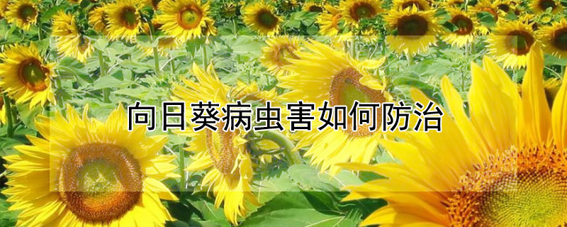 向日葵病虫害如何防治 向日葵病虫害如何防治方法