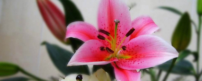 百合花太多怎么分株 百合花太多怎么分株图解