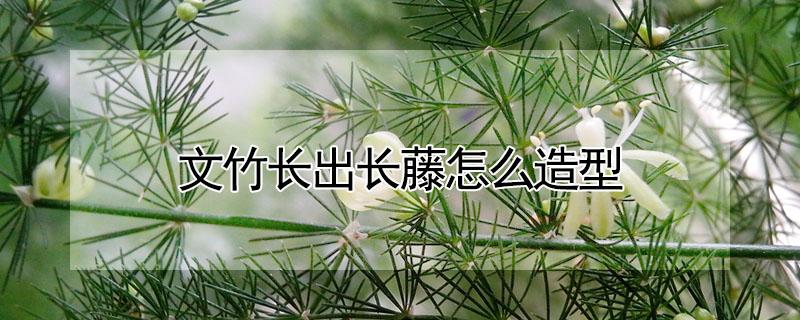 文竹长出长藤怎么造型 文竹爬藤造型图片大全