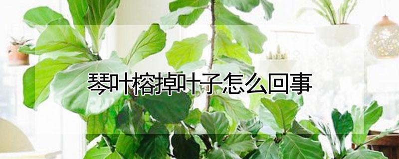 琴叶榕掉叶子怎么回事 冬天琴叶榕掉叶子怎么回事