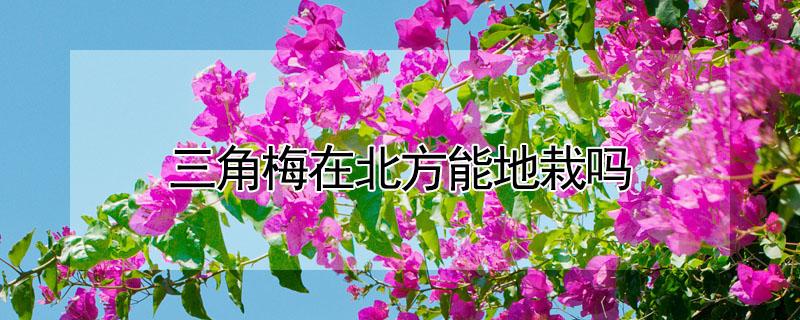 三角梅在北方能地栽吗（三角梅在北方能地栽吗冬天）