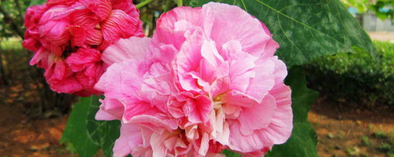 芙蓉花的茎变黑怎么办（芙蓉花的茎变黑怎么办呢）