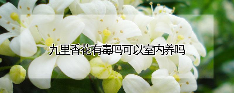 九里香花有毒吗可以室内养吗 九里香招财还是破财