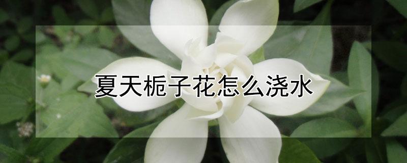夏天栀子花怎么浇水（夏天栀子花怎么浇水,需要在叶子上喷水吗）