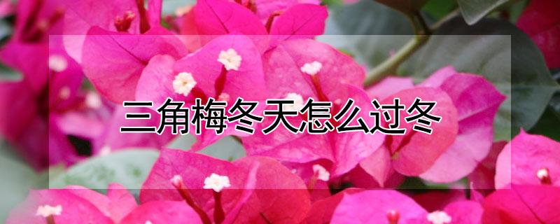 三角梅冬天怎么过冬 北方地栽三角梅冬天怎么过冬