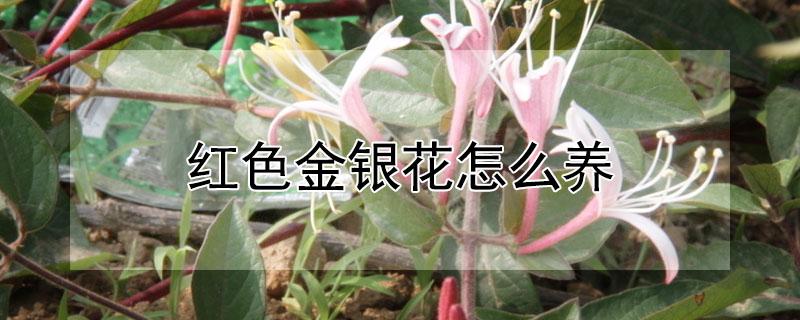 红色金银花怎么养（红色金银花怎么养护和管理）
