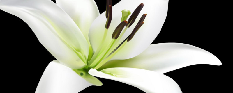 百合花多久浇一次水 百合花浇水的正确方法