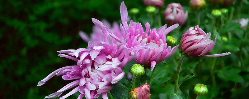 菊花的叶子是什么形状的（菊花的叶子是什么形状的有几瓣）