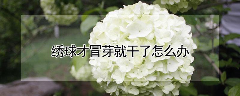 绣球才冒芽就干了怎么办 绣球发出的小芽干掉