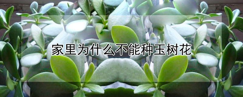 家里为什么不能种玉树花（家里为什么不能种玉树花草）