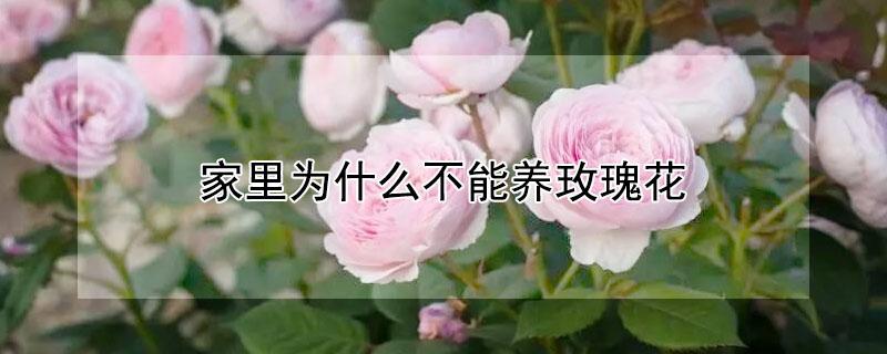 家里为什么不能养玫瑰花 家里为什么不能养玫瑰花的原因