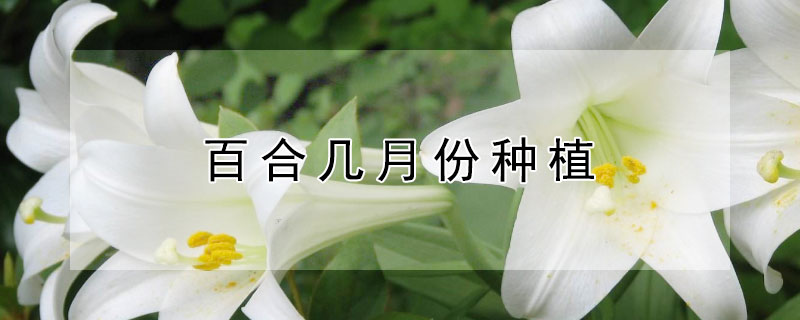 百合几月份种植 百合是几月份栽