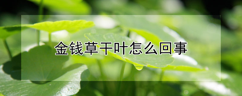 金钱草干叶怎么回事 金钱草叶子发黄干枯怎么办