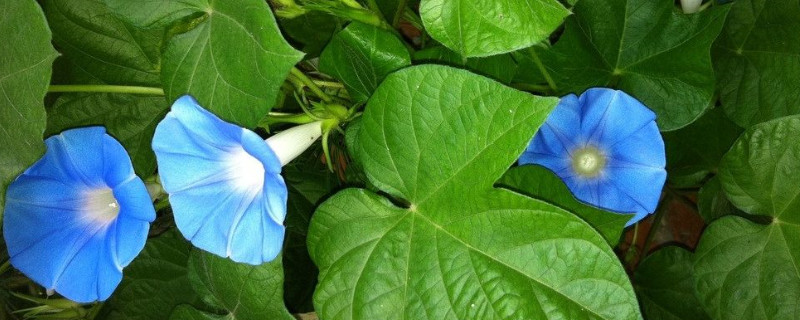 牵牛花种子是直接种吗（牵牛花种子是直接种吗图片）