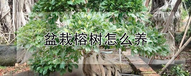 盆栽榕树怎么养 盆栽榕树怎么养怎么施肥料
