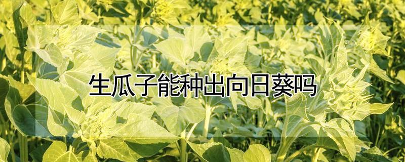 生瓜子能种出向日葵吗 生瓜子种向日葵的方法