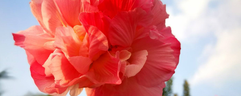 芙蓉花有多高 芙蓉花价值