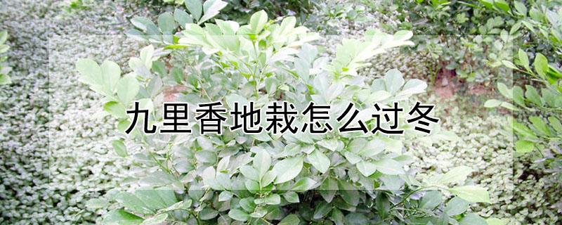 九里香地栽怎么过冬 九里香适合地栽吗